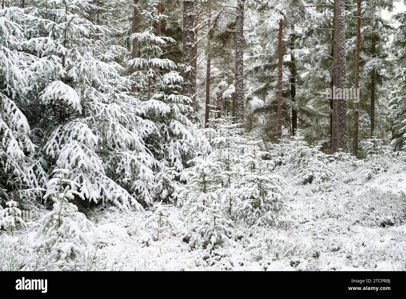 Schneebedeckte Kiefern in einem schottischen Kiefernwald. Speyside, Highlands, Schottland Stockfoto