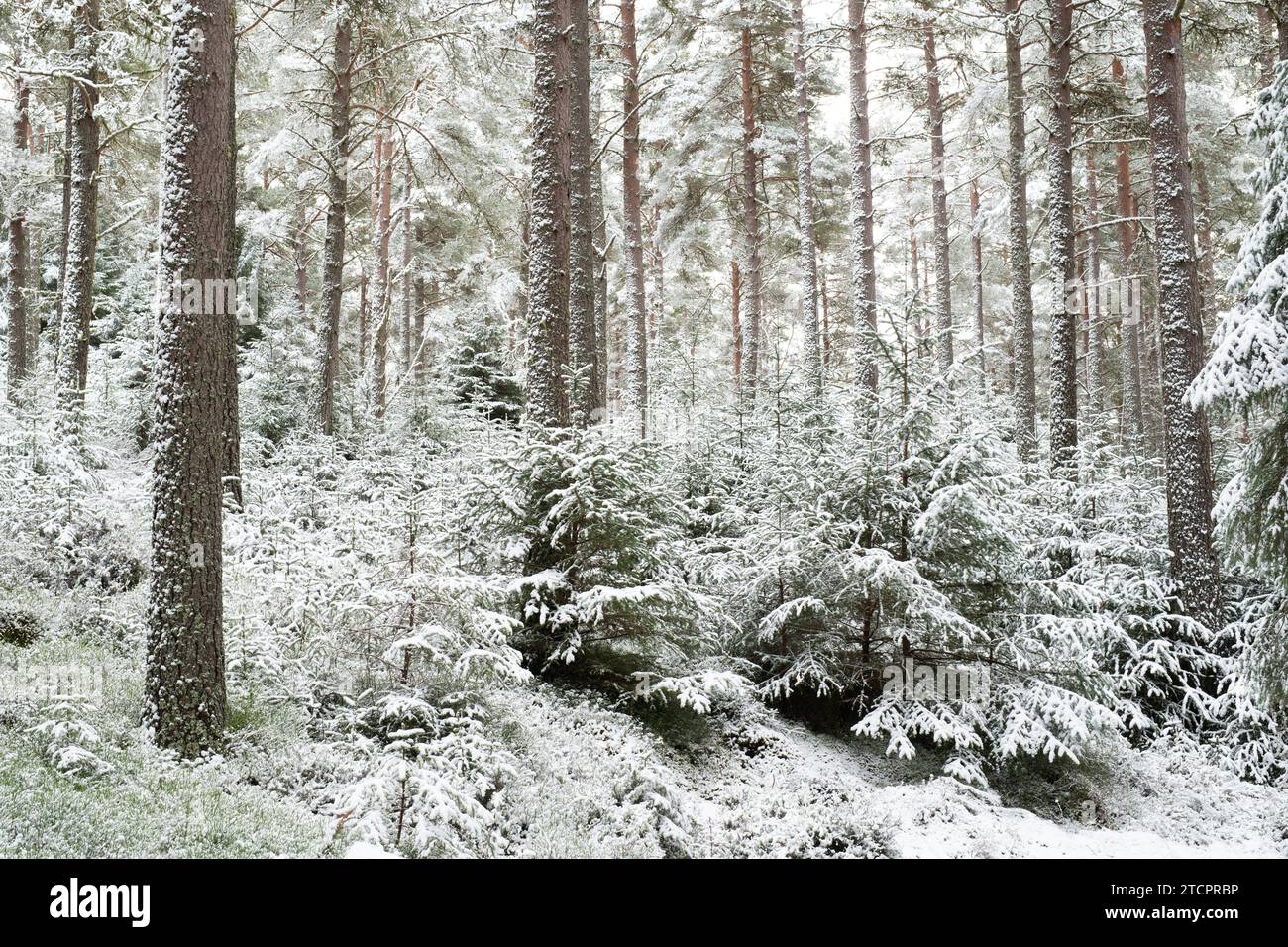 Schneebedeckte Kiefern in einem schottischen Kiefernwald. Speyside, Highlands, Schottland Stockfoto