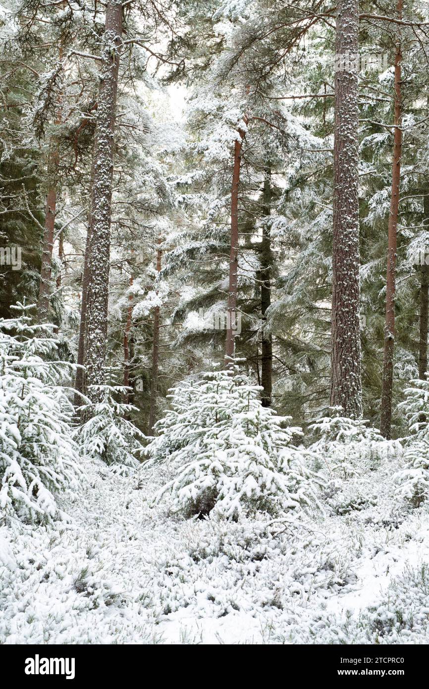 Schneebedeckte Kiefern in einem schottischen Kiefernwald. Speyside, Highlands, Schottland Stockfoto