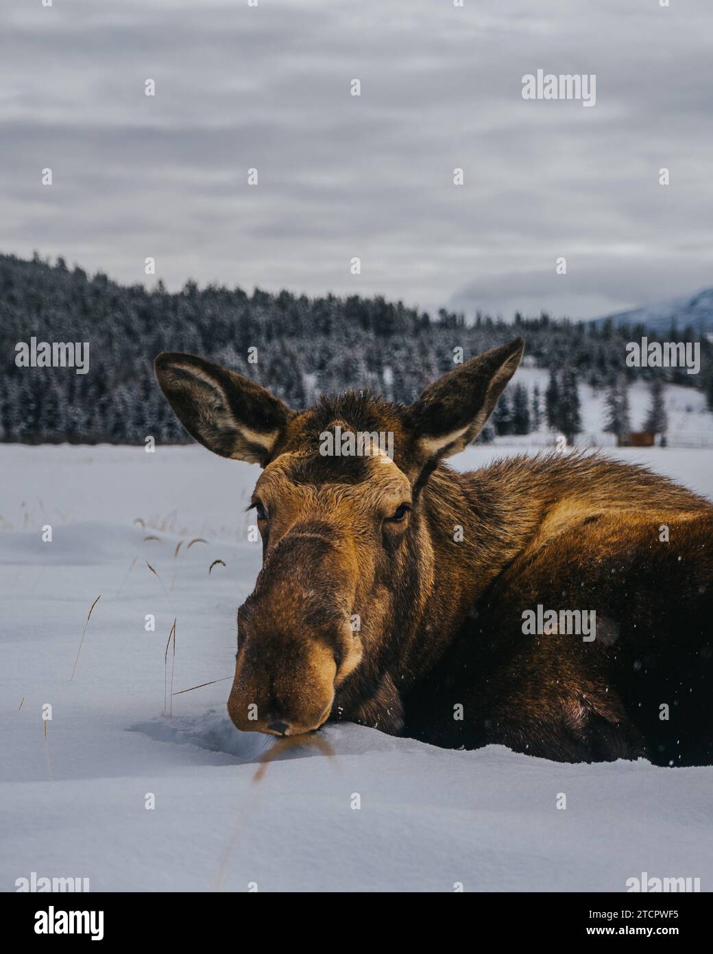 Ein herrlicher Elch steht in einer unberührten, schneebedeckten Landschaft, umgeben von hohen immergrünen Bäumen Stockfoto