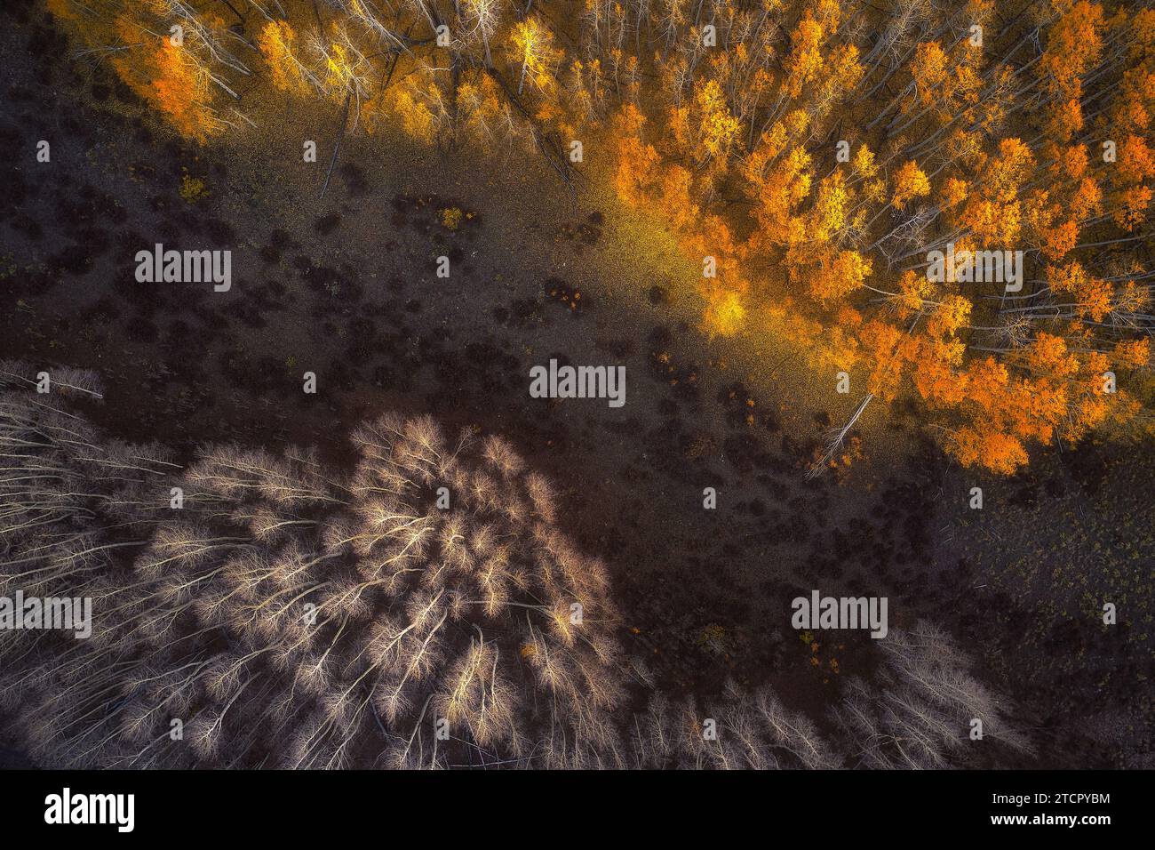 Ein Bild von hohen Bäumen, die auf einem Feld von lebhaftem grünem Gras stehen, Dallas Divide, Colorado Stockfoto