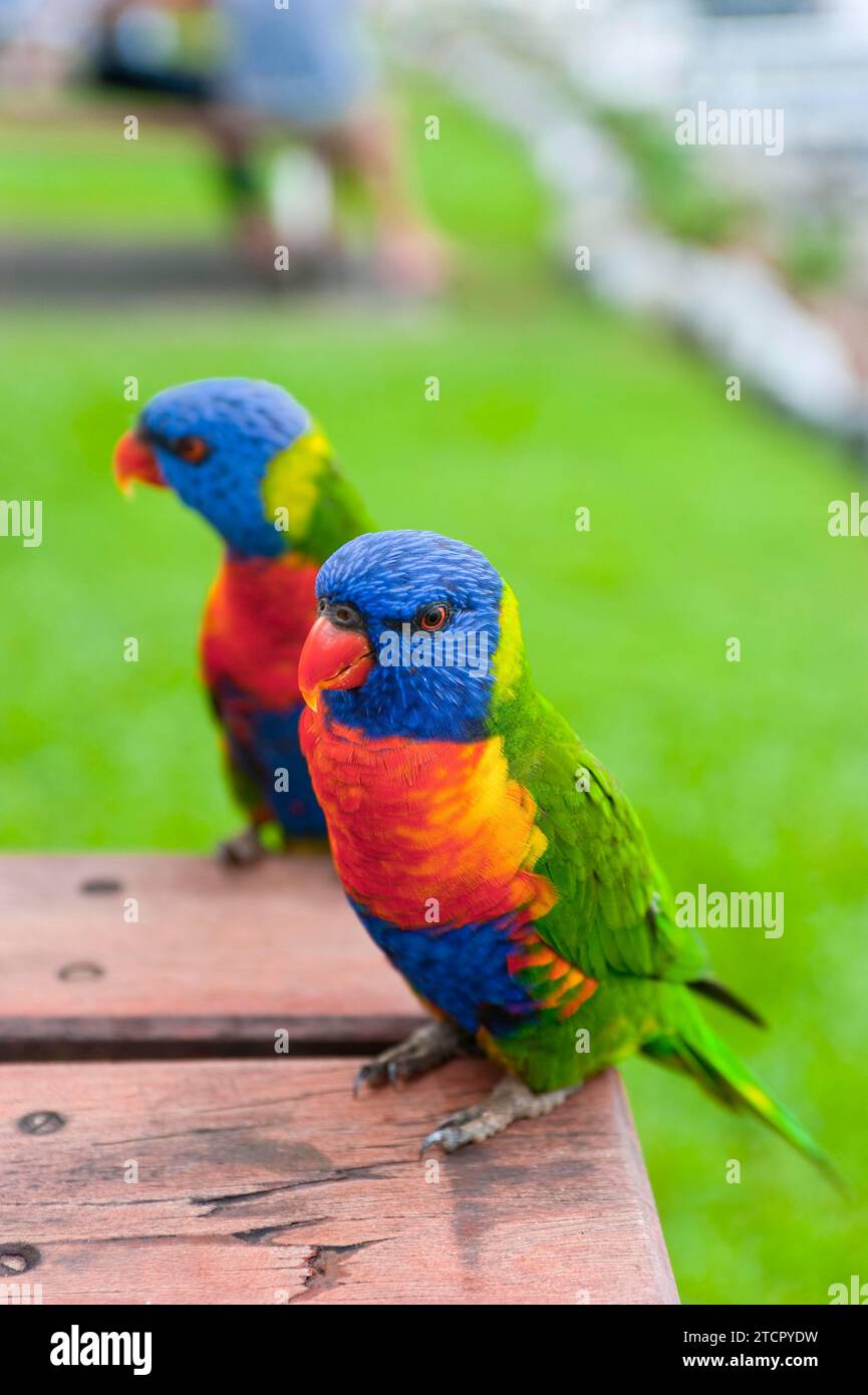 Rainbow Lorikeet (Trichoglossus moluccanus), Rainbow Lorikeet Papagei, Vogel, tropisch, Fauna, farbenfroh, Whitsunday Islands, Hamilton Island Stockfoto