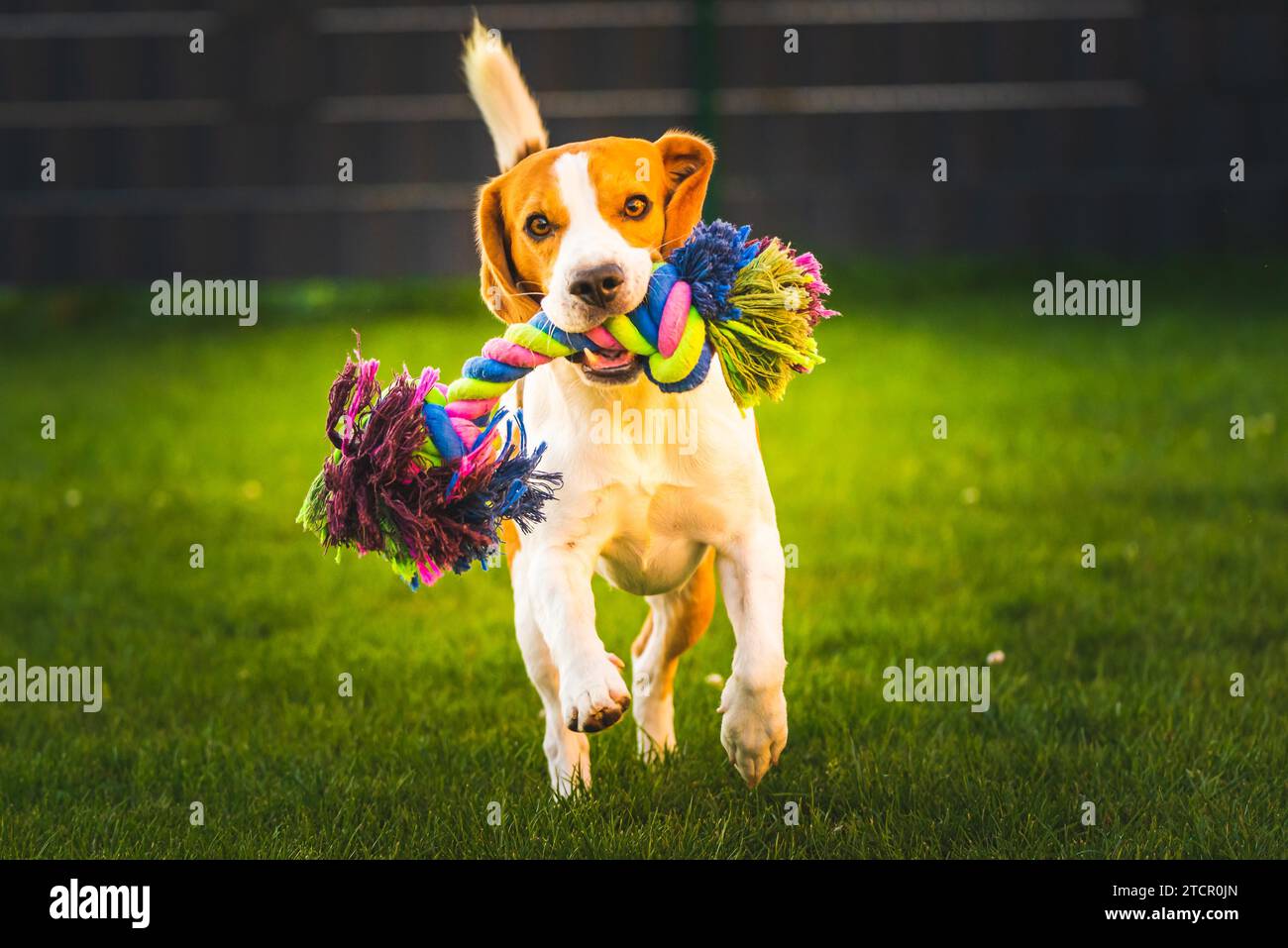 Beagle-Hund Spaß im Garten im Freien Lauf und springe mit Ball in Richtung Kamera. Hintergrund des Hundes Stockfoto