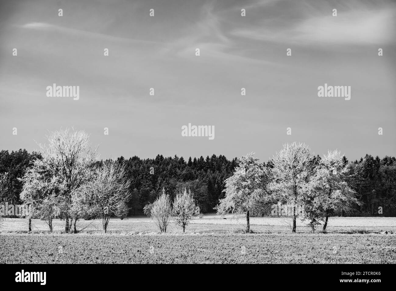 Schwarze und weiße Winterlandschaft. Frost auf Bäume und Gras. Wald im Abstand Stockfoto