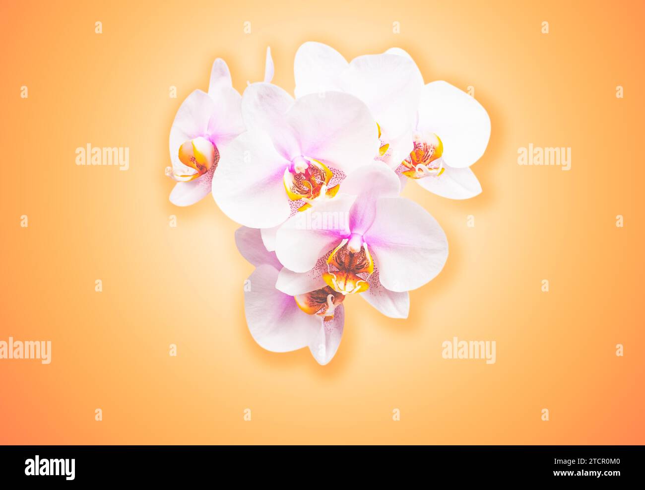 Wunderschöne Orchideenblüten. Pfirsichfarbener Hintergrund mit Kopierraum. Weiße, pfirsichfarbene, violette Blüte Stockfoto