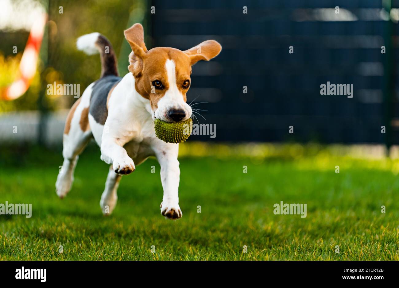 Beagle-Hund Spaß im Garten im Freien Lauf und springe mit Ball in Richtung Kamera. Hintergrund des Hundes Stockfoto