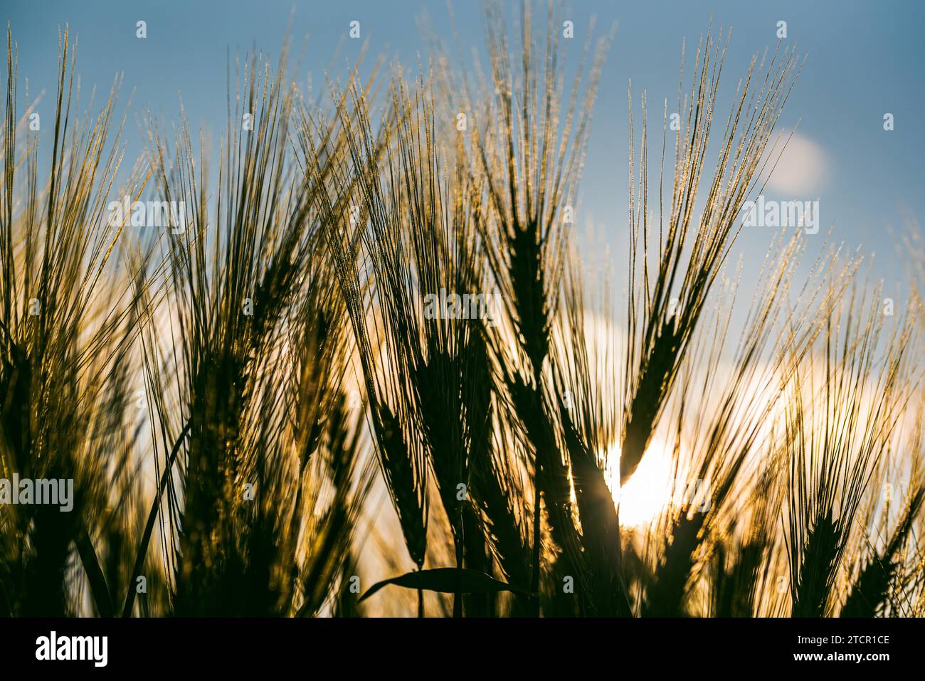 Grüner Weizen auf dem Feld im Frühjahr. Selektiver Fokus, flacher DOF-Hintergrund. Pubertierend hinterleuchtete Roggen-Landwirtschaft-Konzept Stockfoto