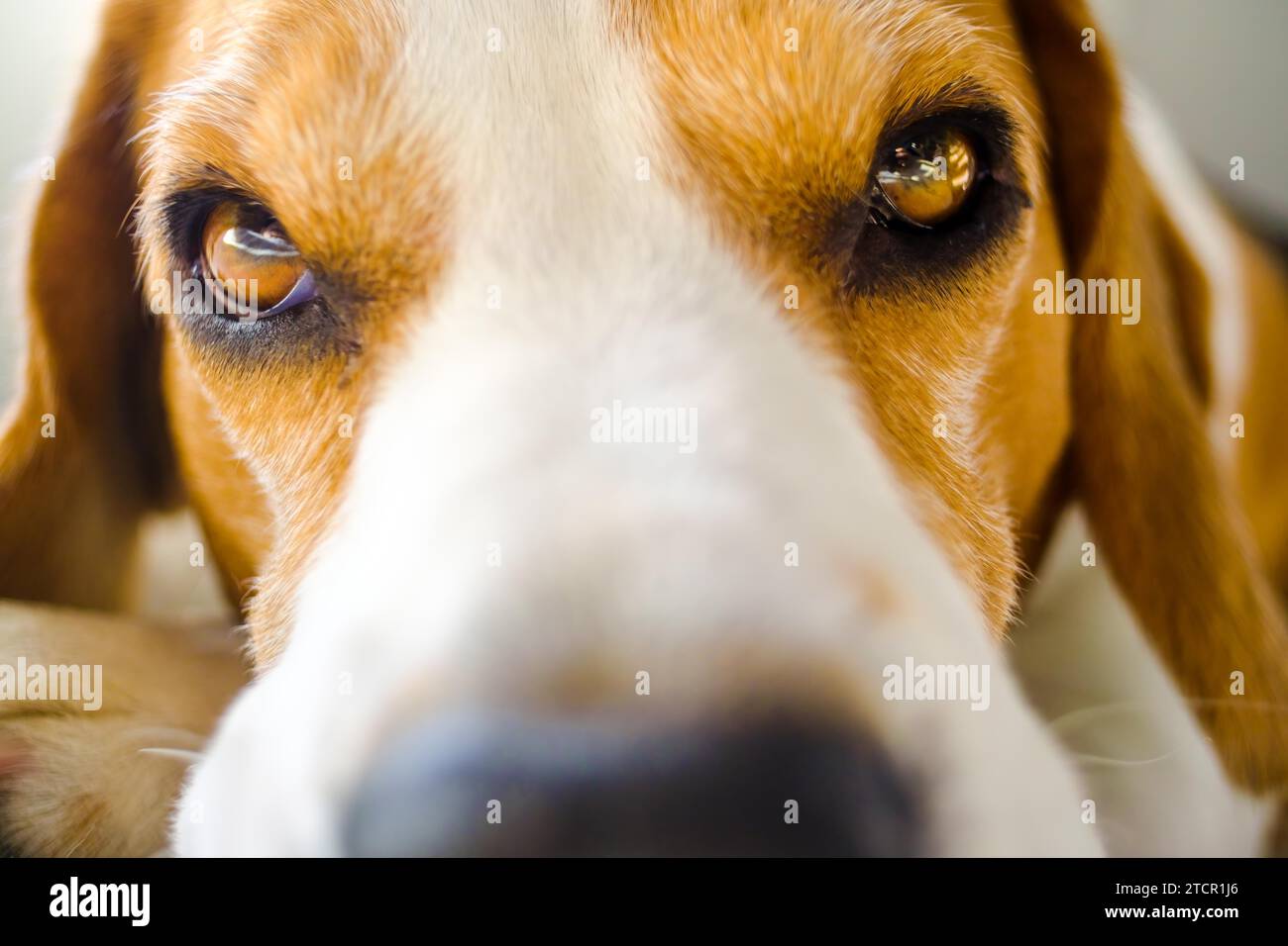 Hund Nahaufnahme Porträt Hund Nahaufnahme Porträt selektiver Fokus auf Augen. Hintergrund des Hundes Stockfoto