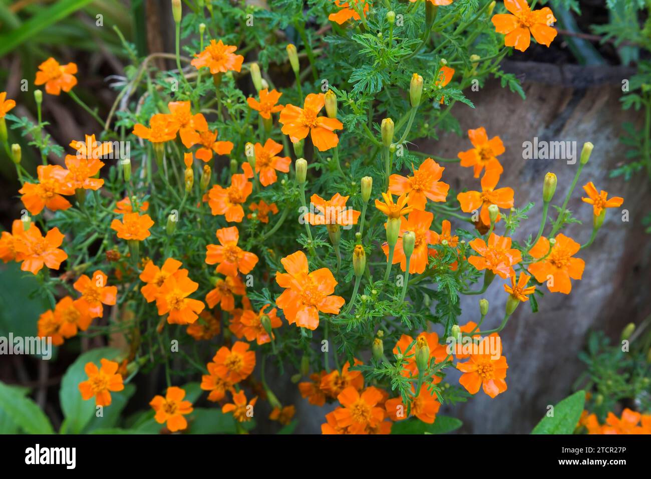 Orange Marigold (Tagetes) im Sommer, Quebec, Kanada Stockfoto