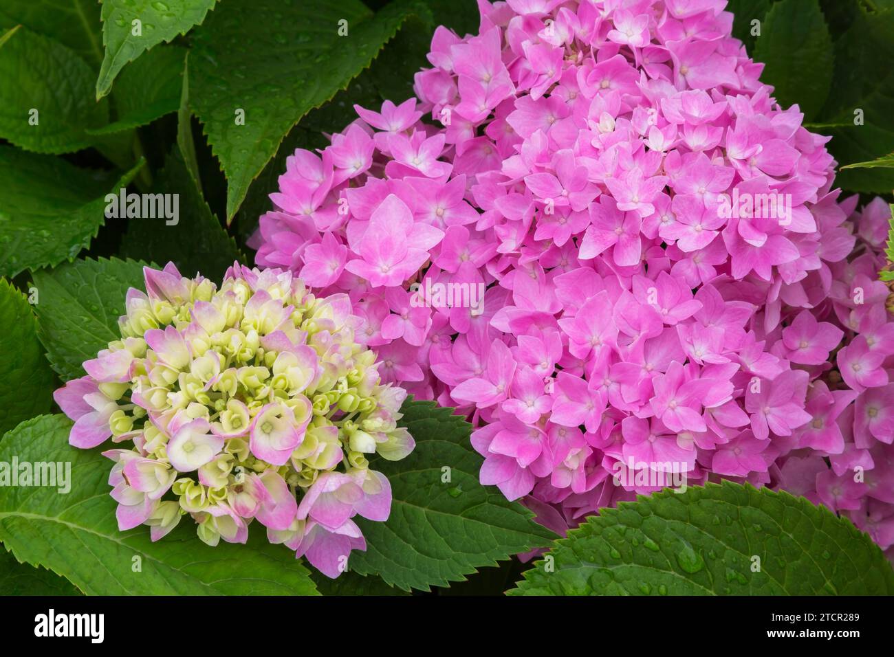 Limetten- und rosafarbene Hortensie (Hortensie macrophylla) Blumenköpfe im Sommer, Quebec, Kanada Stockfoto