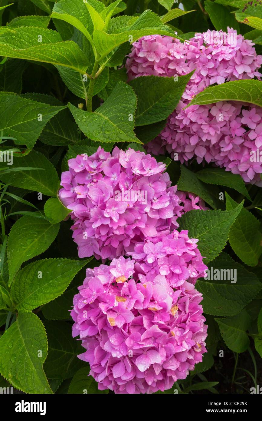 Rosafarbene Hortensie (Hortensie macrophylla), deren Blütenblätter im Sommer durch zu viel Regenwasser braun werden, Quebec, Kanada Stockfoto