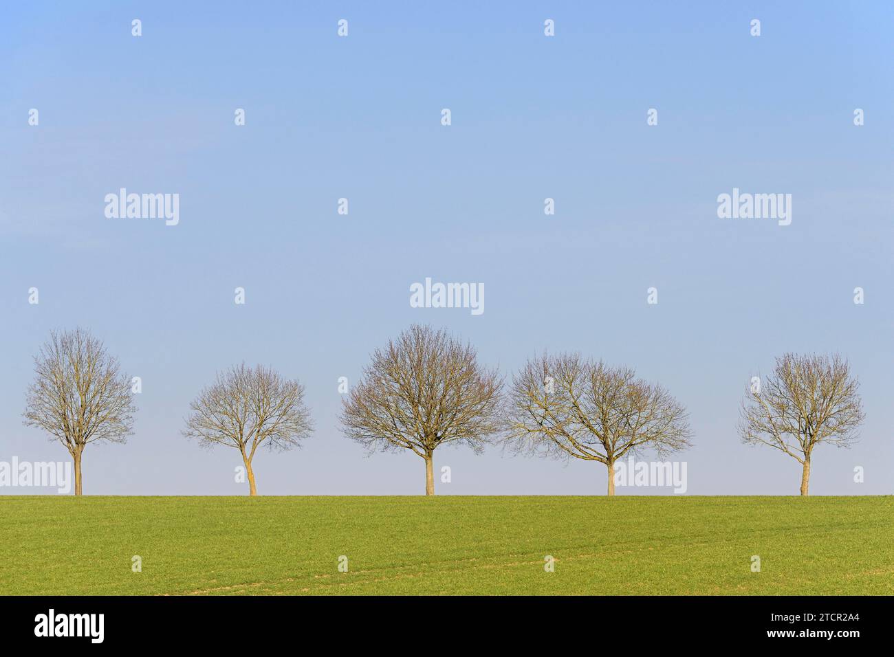 Laubbäume, Baumreihe auf grünem Feld, blauer Himmel, Nordrhein-Westfalen, Deutschland Stockfoto