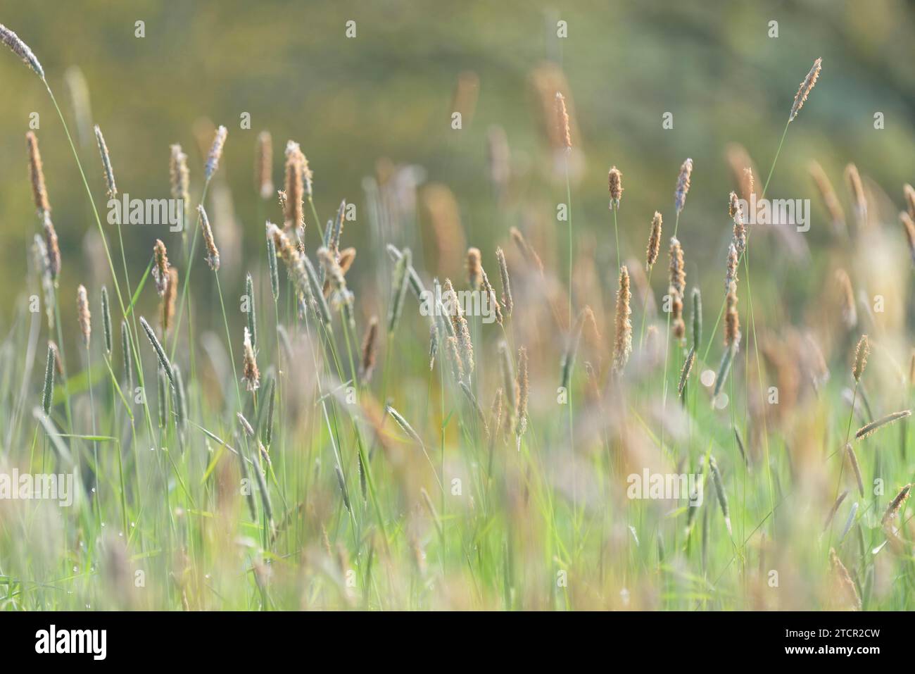 Wiesenfuchsschwanz (Alopecurus pratensis), Panicle mit Antheren, Nordrhein-Westfalen, Deutschland Stockfoto