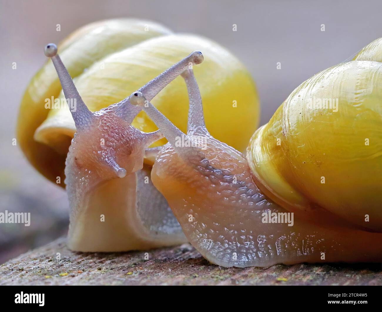 Eine Nahaufnahme von zwei Schnecken mit gelben Muscheln, die sich auf einer feuchten Oberfläche treffen Stockfoto