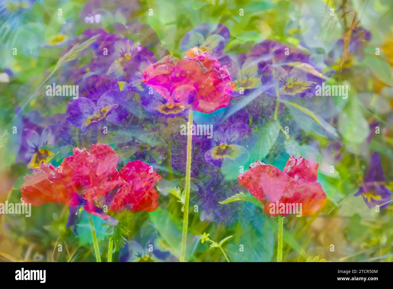 Großblütige Feldröckchen, Bratsche (Pflanze) (Viola), Mohn (Papaver), kreative rote und lila Blumen, künstlerische Aufnahme, violette Blüten verfremdet, Pflanzen Stockfoto
