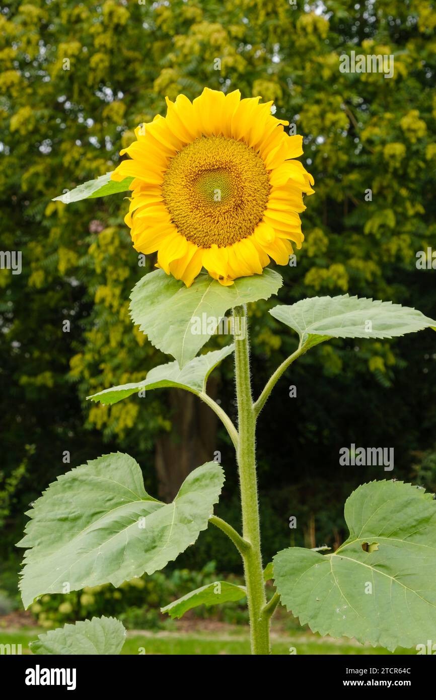 Eine Sonnenblume im Garten Stockfoto