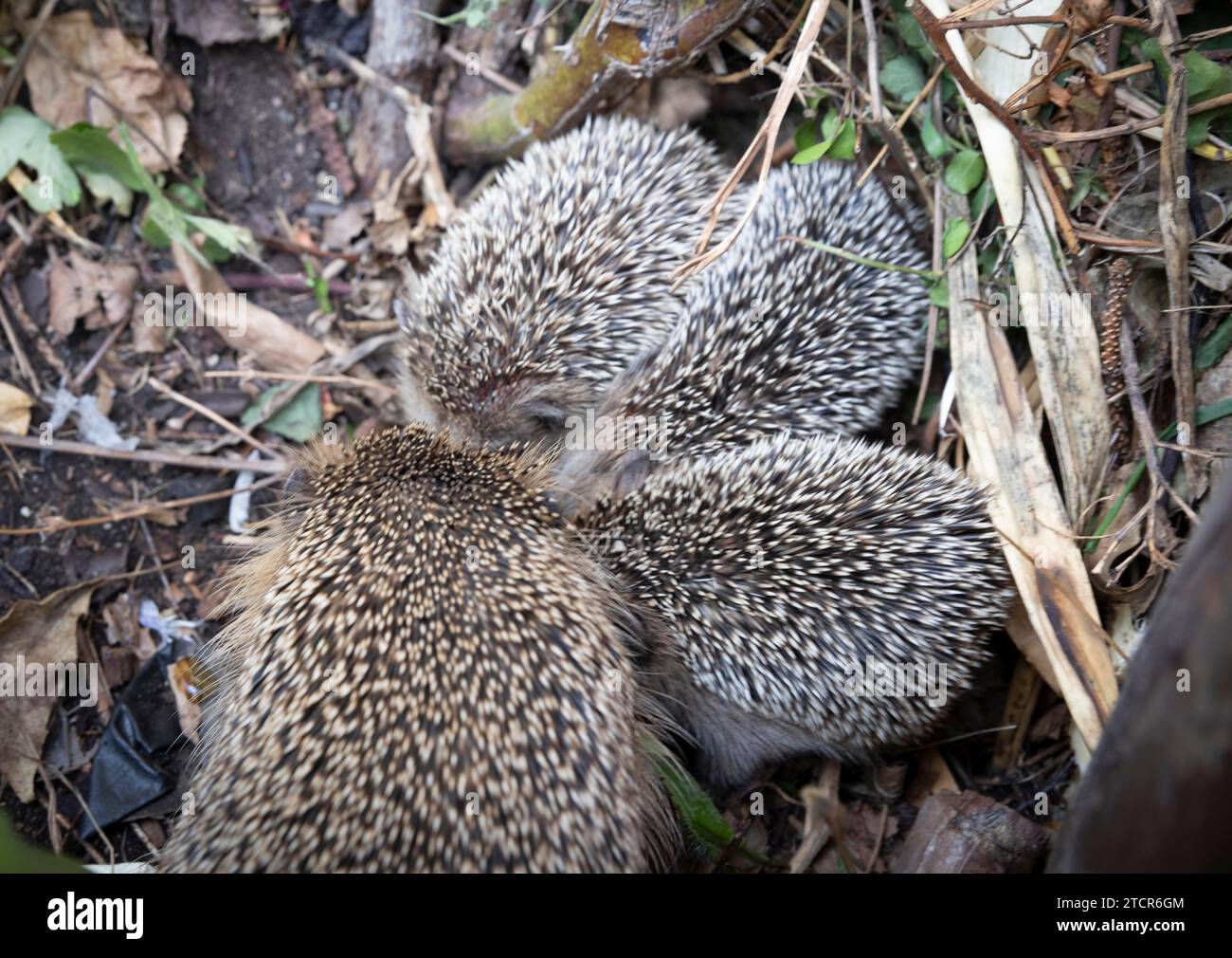 Igelmutter mit Jungen im Lebensumfeld des Menschen. Ein naturnaher Garten ist ein guter Lebensraum für Igel, auch junge Igel können es sein Stockfoto