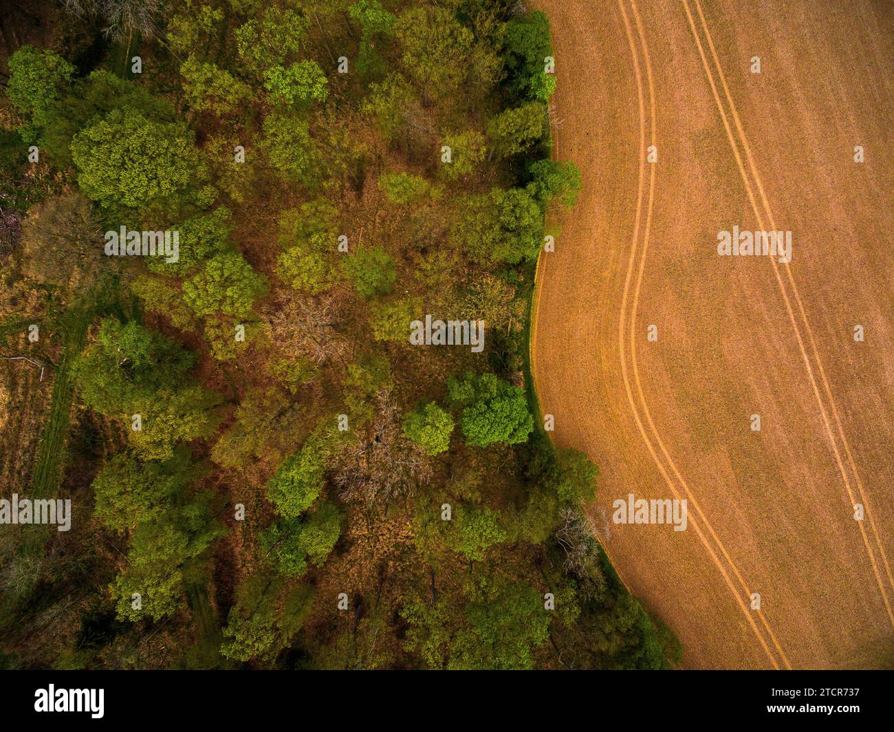 Luftaufnahme des Waldes neben einem gepflügten Feld im ländlichen North Bedfordshire, England, Großbritannien - Foto: Geopix Stockfoto