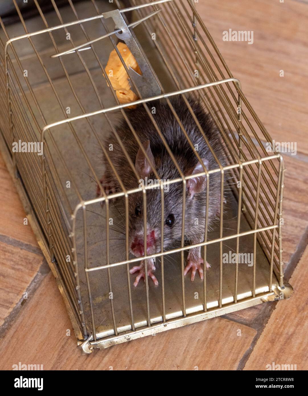 Eingeklemmte Ratte im Metallkäfig Stockfoto