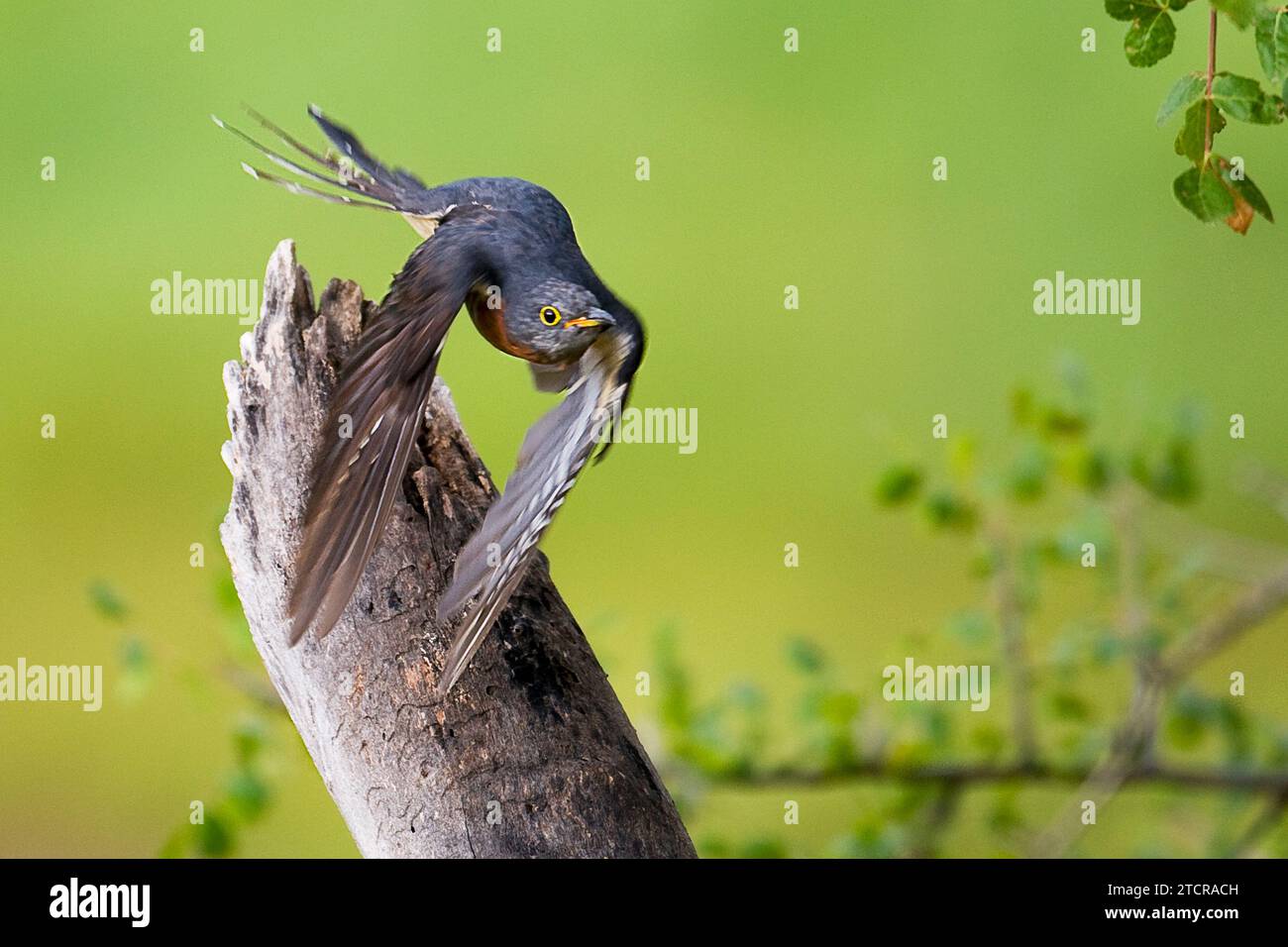 Kuckuck Mit Roter Brust Stockfoto