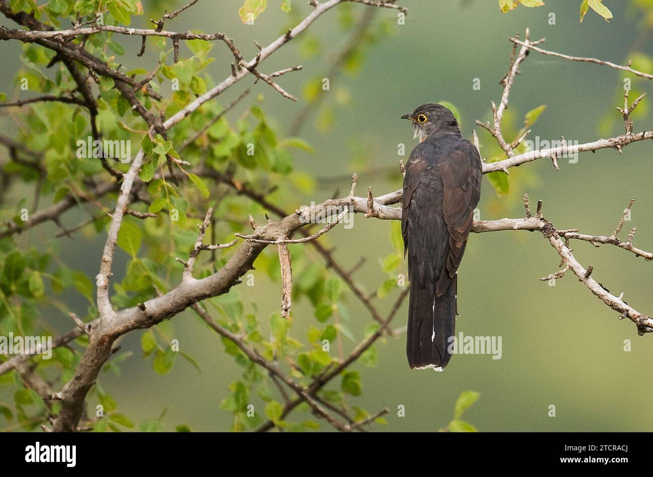 Kuckuck Mit Roter Brust Stockfoto