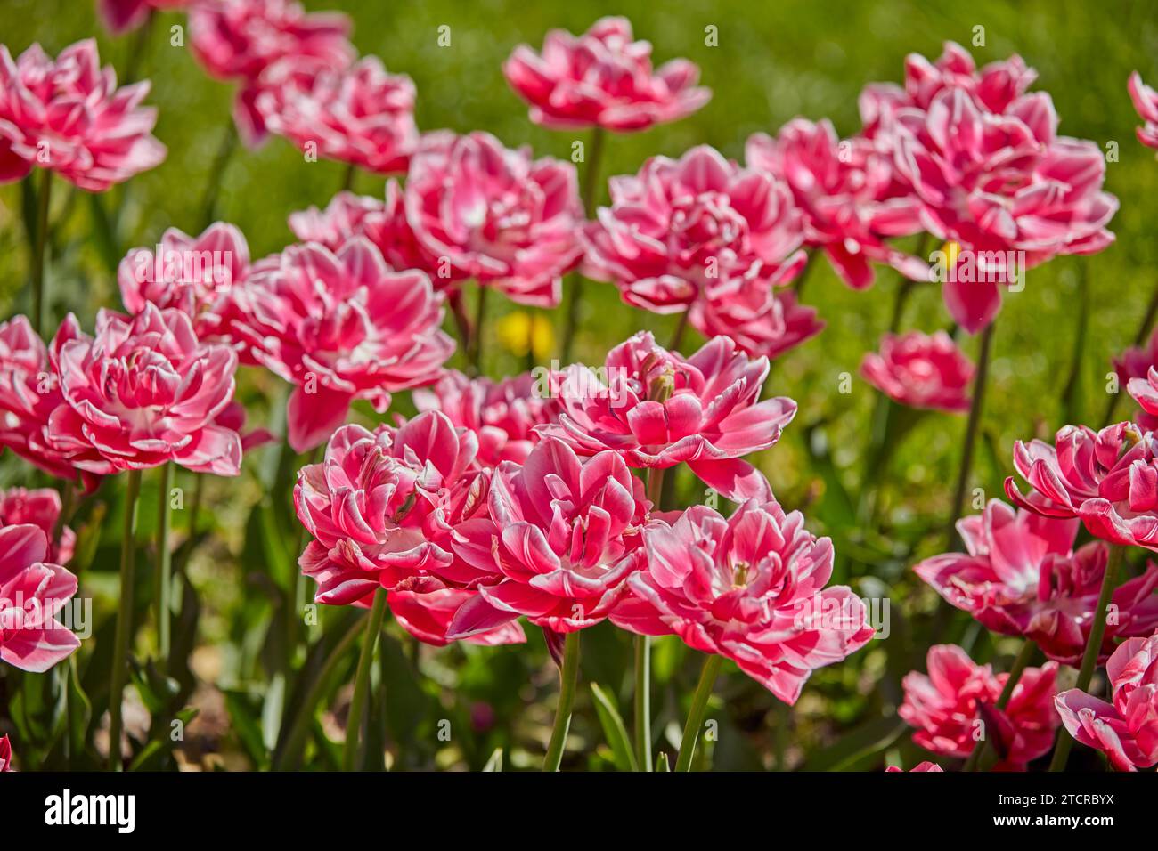Nahaufnahme von blühenden rosa Tulpen auf Kolomenskoje Anwesen. Moskau, Russland. Stockfoto