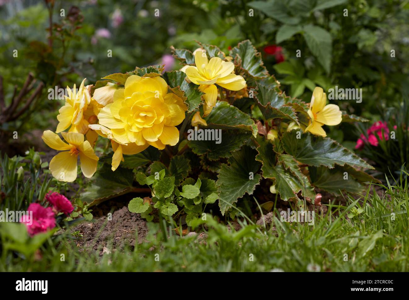 Wachsende Begonia-Pflanze in Blüte. Stockfoto