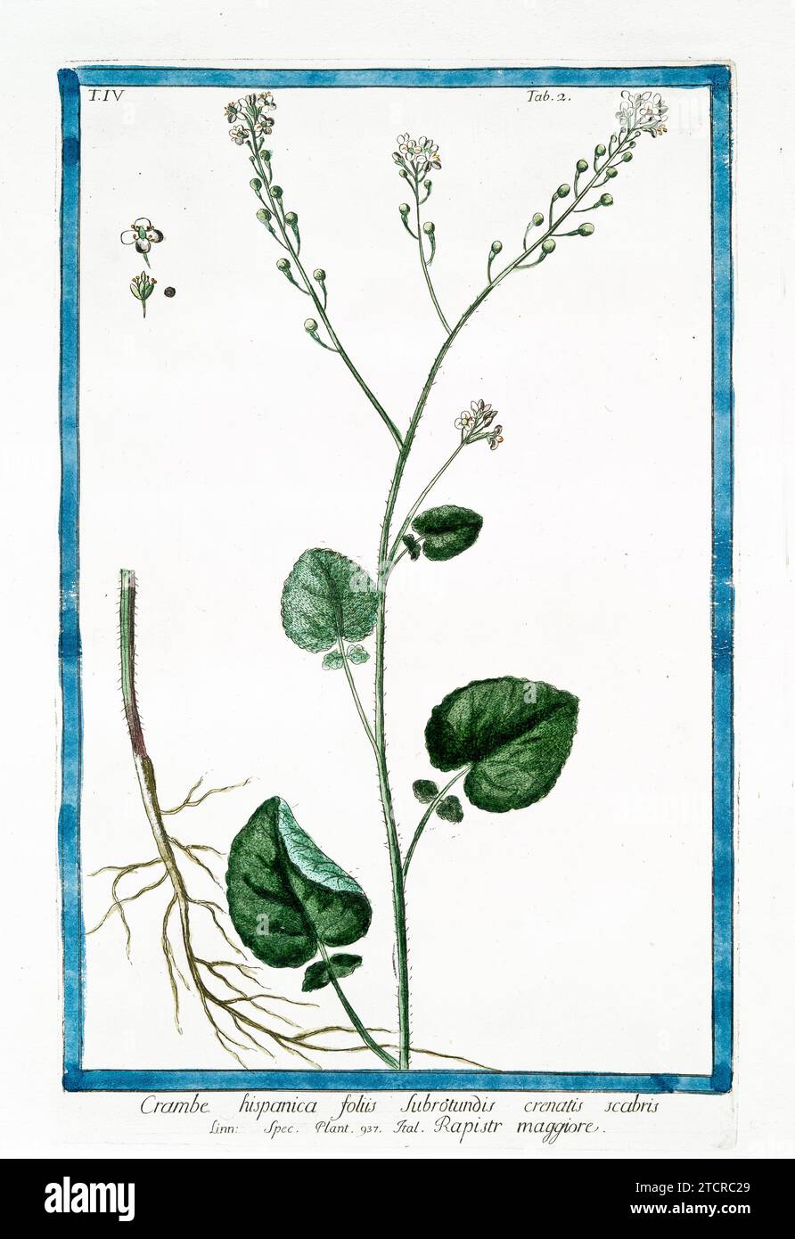 Alte Illustration von Crambe hispanica. Von G. Bonelli über Hortus Romanus, publ. N. Martelli, Rom, 1772–93 Stockfoto