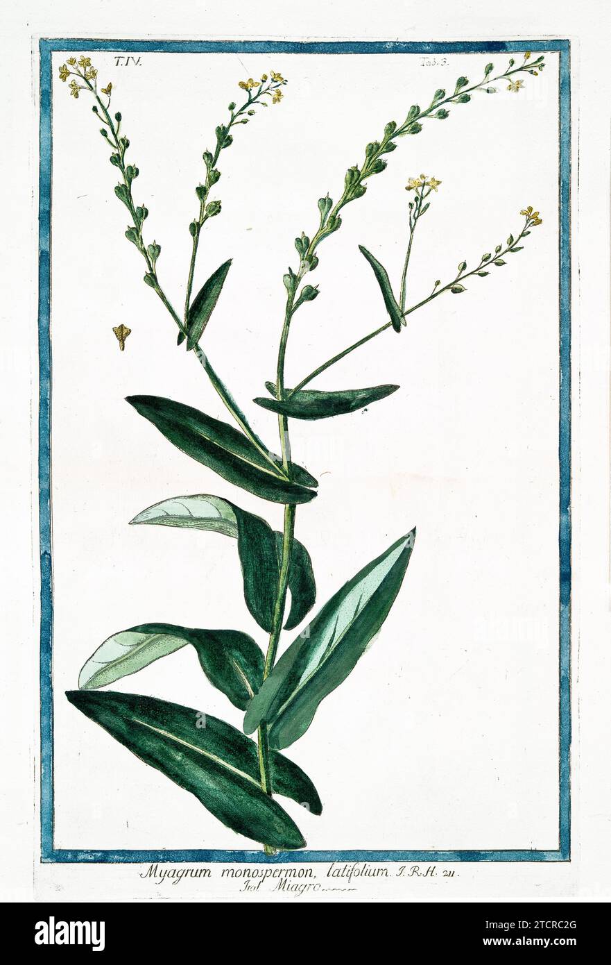 Alte Illustration von Byrds Augenkresse. Von G. Bonelli über Hortus Romanus, publ. N. Martelli, Rom, 1772–93 Stockfoto