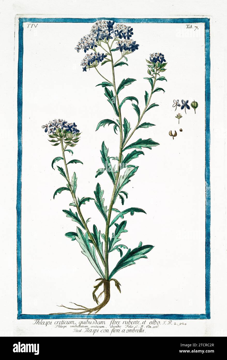 Alte Illustration von Thlaspi creticum. Von G. Bonelli über Hortus Romanus, publ. N. Martelli, Rom, 1772–93 Stockfoto