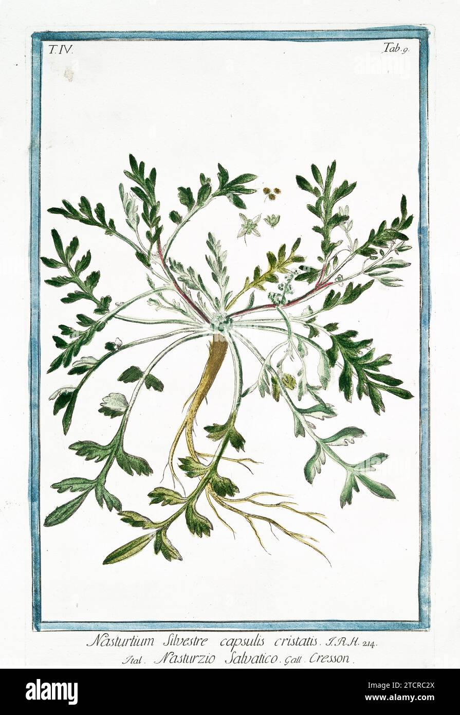 Alte Illustration der kriechenden Gelbkresse. Von G. Bonelli über Hortus Romanus, publ. N. Martelli, Rom, 1772–93 Stockfoto