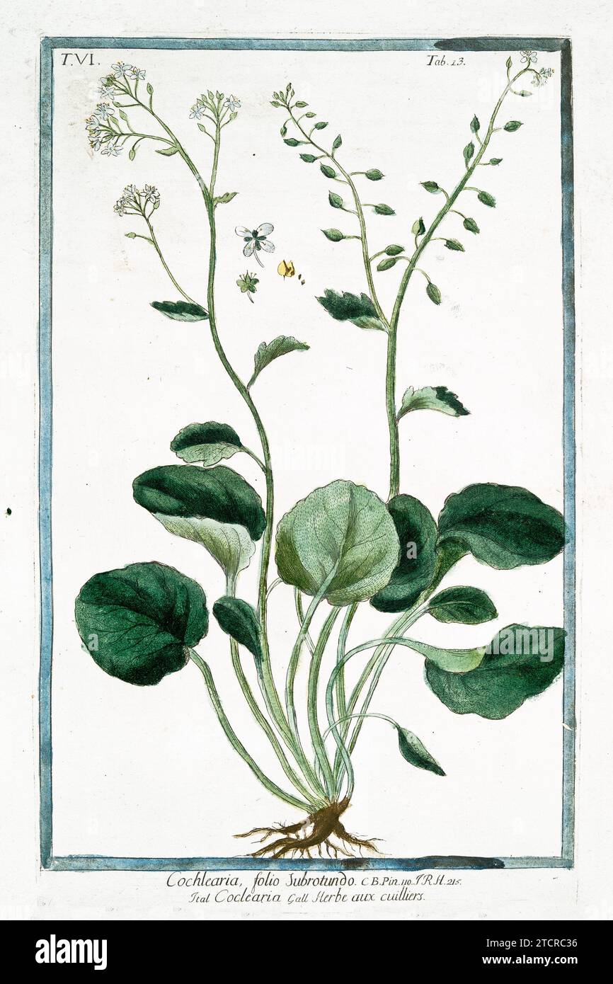 Alte Illustration von Scurvygrass. Von G. Bonelli über Hortus Romanus, publ. N. Martelli, Rom, Stockfoto