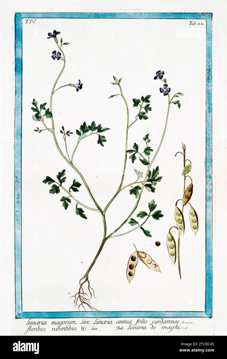 Alte Illustration der jährlichen Ehrlichkeit. Von G. Bonelli über Hortus Romanus, publ. N. Martelli, Rom, 1772–93 Stockfoto