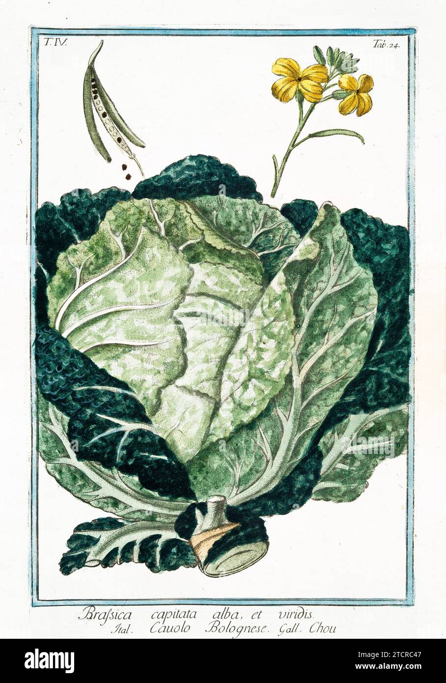 Alte Abbildung von Kohl. Von G. Bonelli über Hortus Romanus, publ. N. Martelli, Rom, 1772–93 Stockfoto
