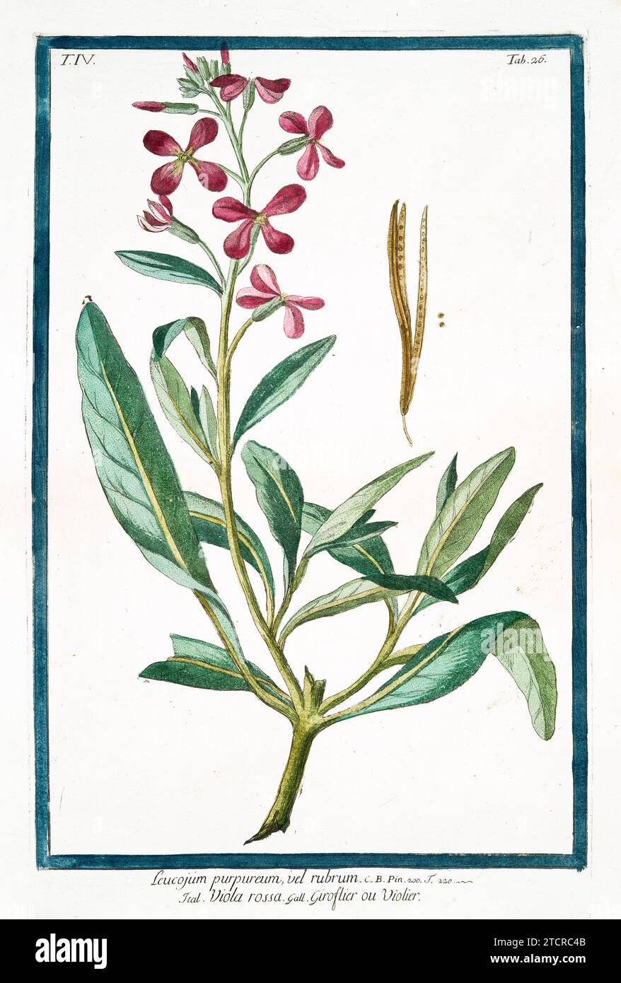Alte Illustration von dreihörnigem Stock. Von G. Bonelli über Hortus Romanus, publ. N. Martelli, Rom, 1772–93 Stockfoto