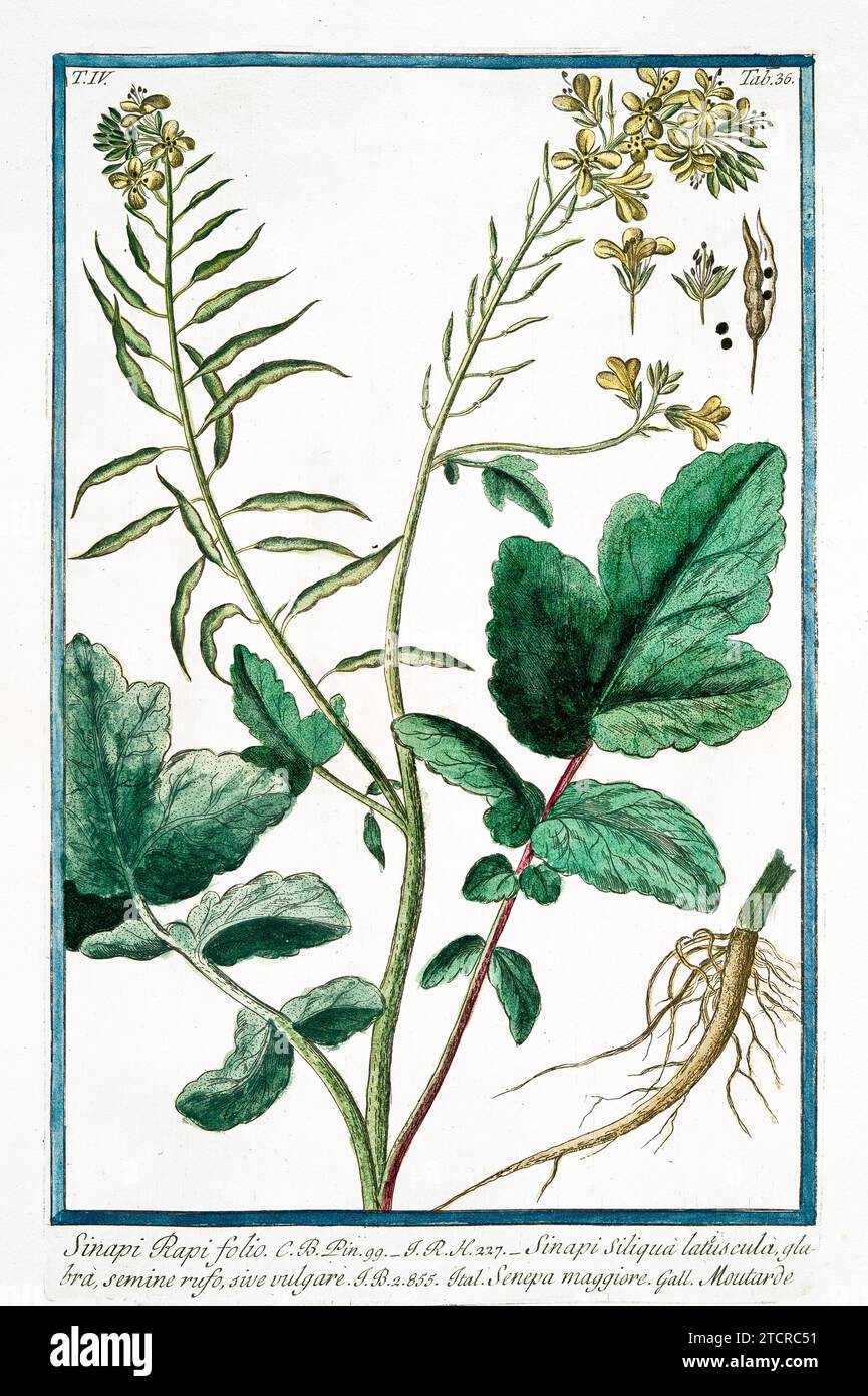Alte Illustration von weißem Senf. Von G. Bonelli über Hortus Romanus, publ. N. Martelli, Rom, 1772–93 Stockfoto