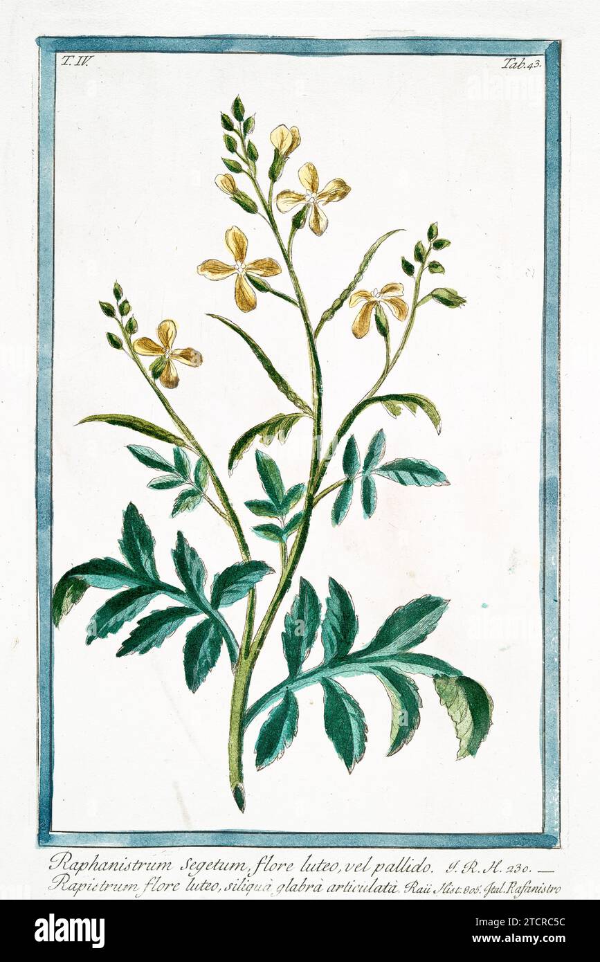 Alte gravierte Illustration von Radieschen. Von G. Bonelli über Hortus Romanus, publ. N. Martelli, Rom, 1772–93 Stockfoto