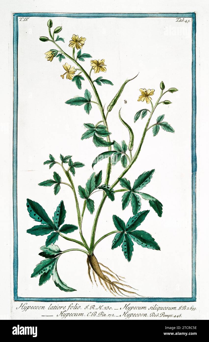Alte Illustration von Hypecoum. Von G. Bonelli über Hortus Romanus, publ. N. Martelli, Rom, 1772–93. Stockfoto