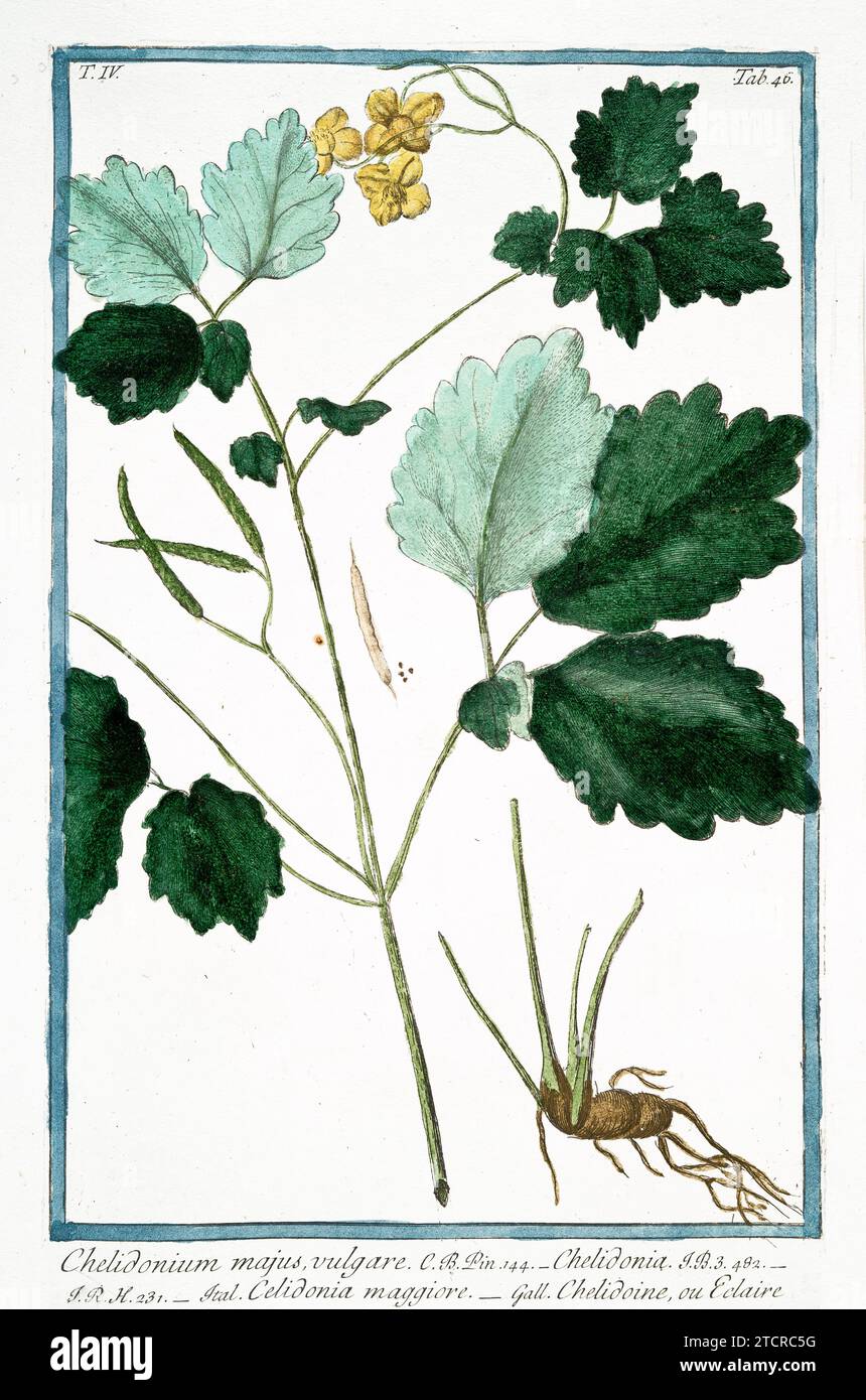 Alte Illustration von Grossbritannien. Von G. Bonelli über Hortus Romanus, publ. N. Martelli, Rom, 1772–93. Stockfoto