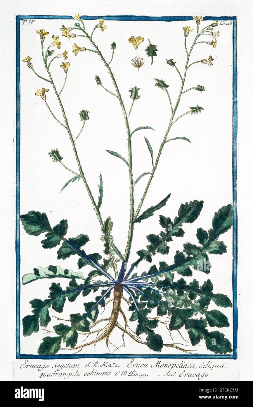 Alte Abbildung von Corn Rocket. Von G. Bonelli über Hortus Romanus, publ. N. Martelli, Rom, 1772–93. Stockfoto