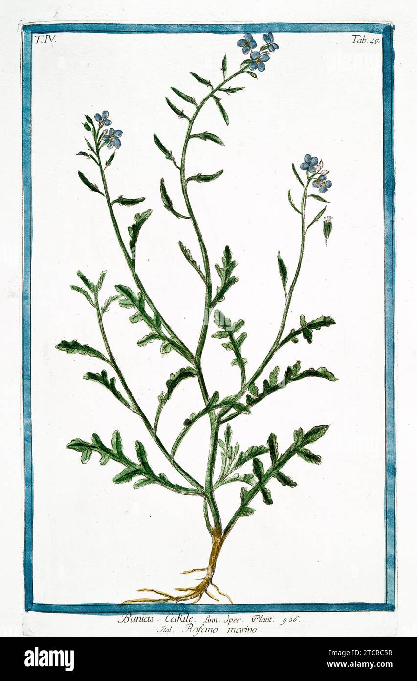 Alte Illustration von Sea Rocket. Von G. Bonelli über Hortus Romanus, publ. N. Martelli, Rom, 1772–93. Stockfoto