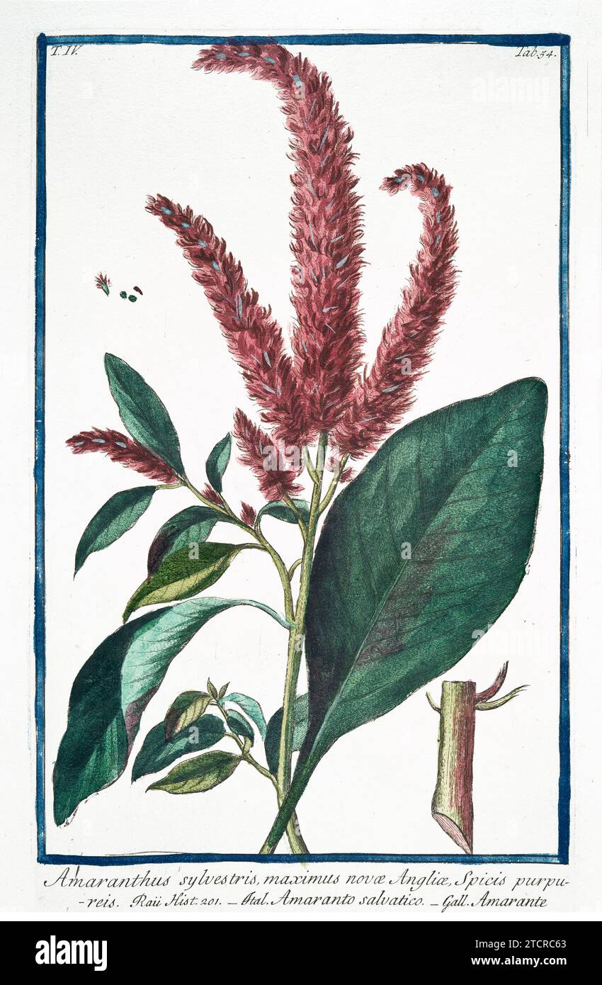 Alte Illustration des mediterranen Amaranth. Von G. Bonelli über Hortus Romanus, publ. N. Martelli, Rom, 1772–93. Stockfoto