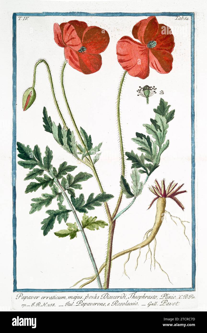 Mohn (Papaver rhoeas), handkolorierter botanischer Stich, vertikale Platte, Rom 1772–93. Zwei rote Blüten, Knospen, Samenkopf, Wurzeldetail abgebildet. Stockfoto