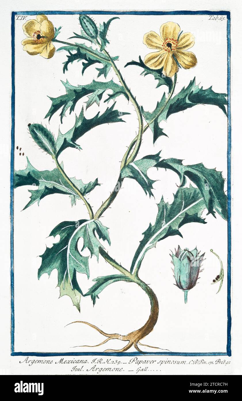 Alte Illustration von mexikanischem Mohn. Von G. Bonelli über Hortus Romanus, publ. N. Martelli, Rom, 1772–93 Stockfoto