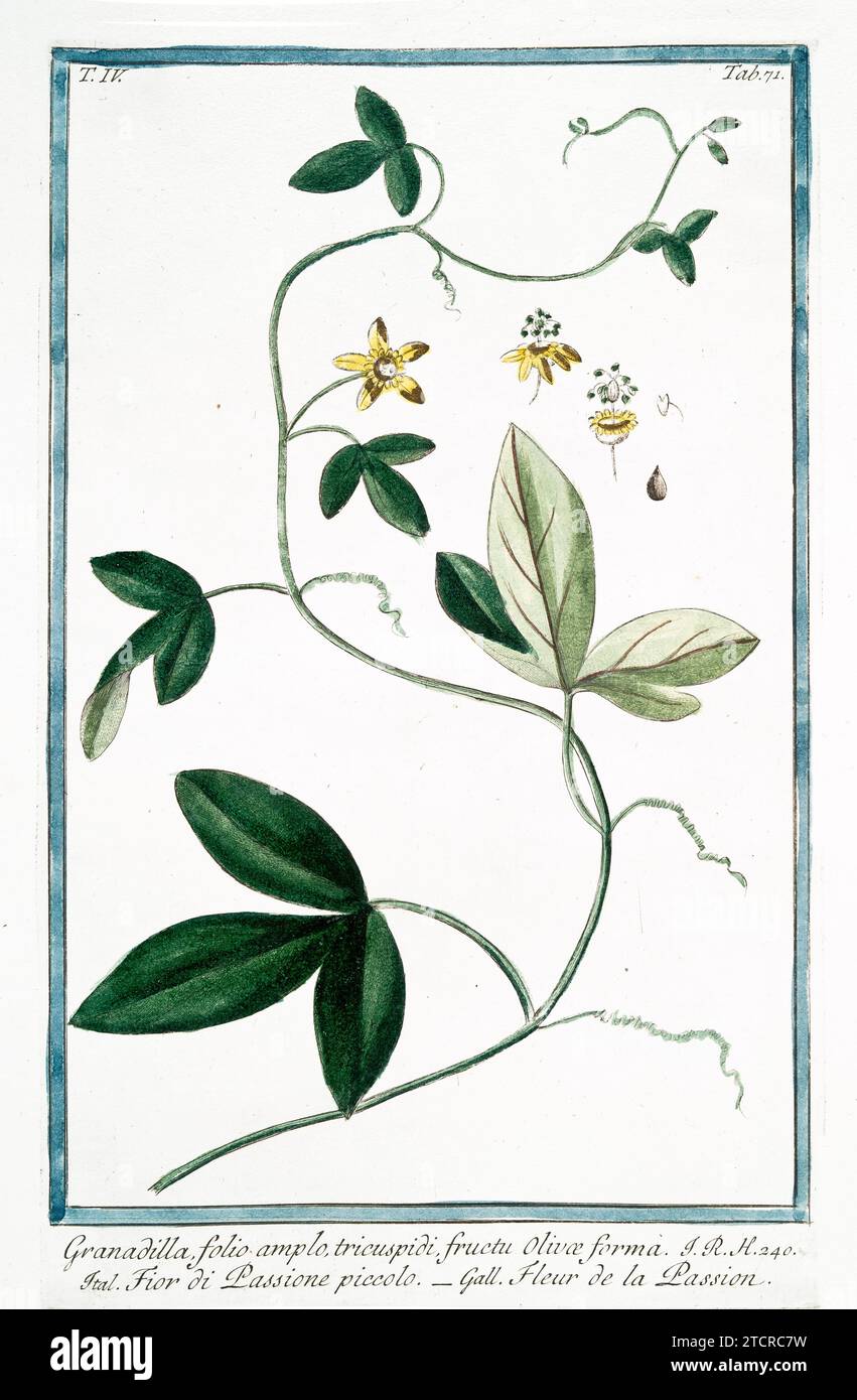 Alte Illustration der Passiflora. Von G. Bonelli über Hortus Romanus, publ. N. Martelli, Rom, 1772–93 Stockfoto