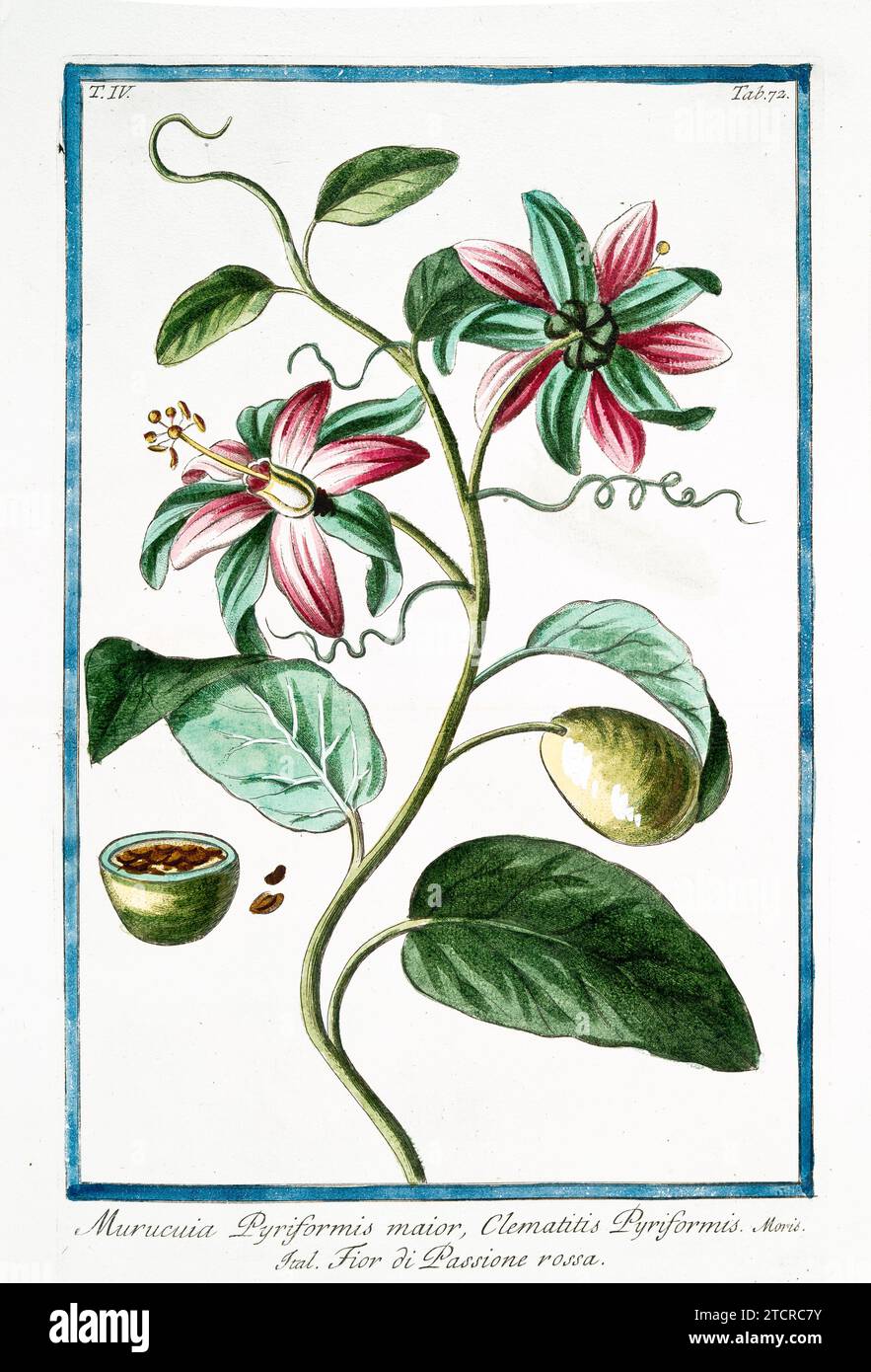 Alte Illustration von Passiflora Alata. Von G. Bonelli über Hortus Romanus, publ. N. Martelli, Rom, 1772–93 Stockfoto
