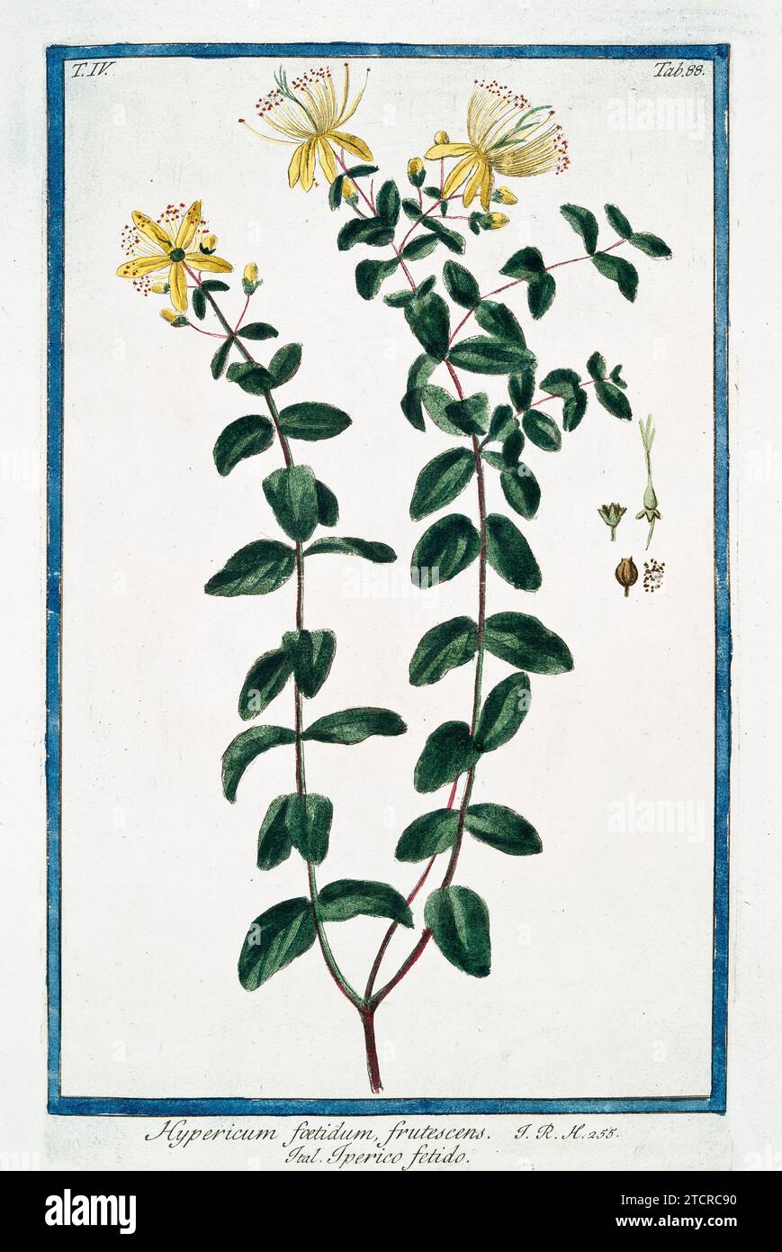 Alte Abbildung von St. Johanniskraut. Von G. Bonelli über Hortus Romanus, publ. N. Martelli, Rom, 1772–93 Stockfoto