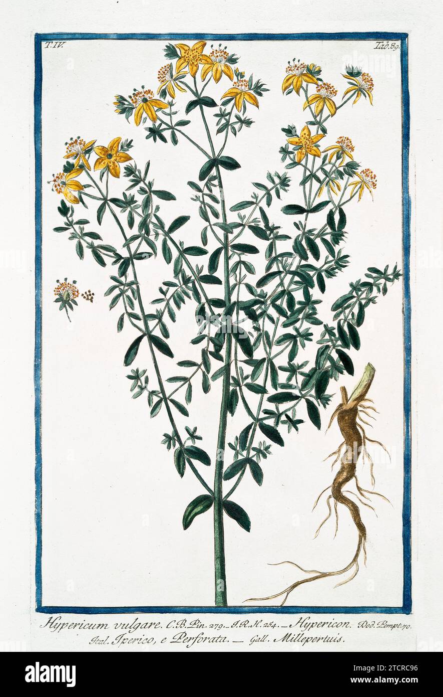 Alte Abbildung von St. Johanniskraut. Von G. Bonelli über Hortus Romanus, publ. N. Martelli, Rom, 1772–93 Stockfoto