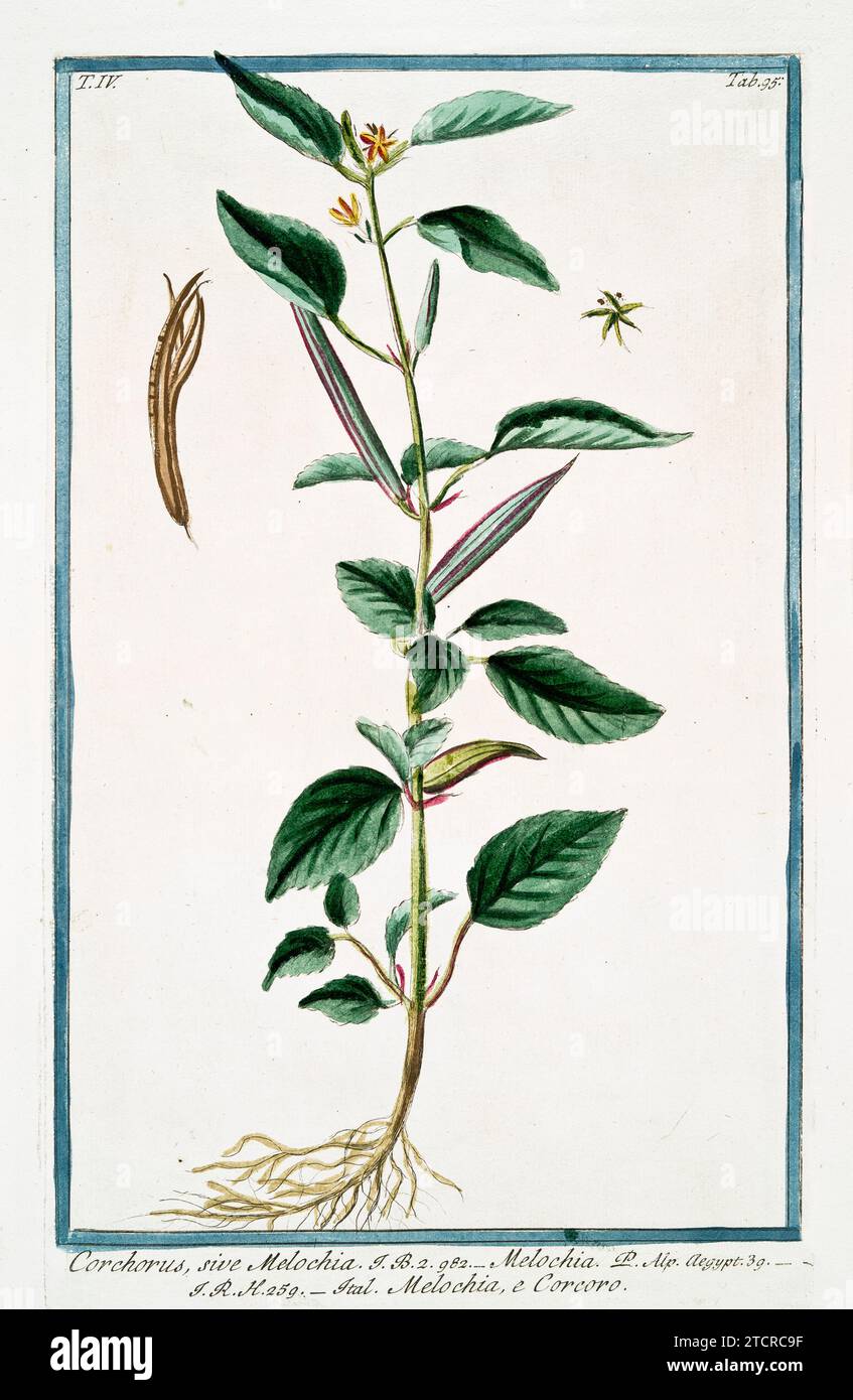 Alte Illustration von Chocolateweed. Von G. Bonelli über Hortus Romanus, publ. N. Martelli, Rom, 1772–93. Stockfoto