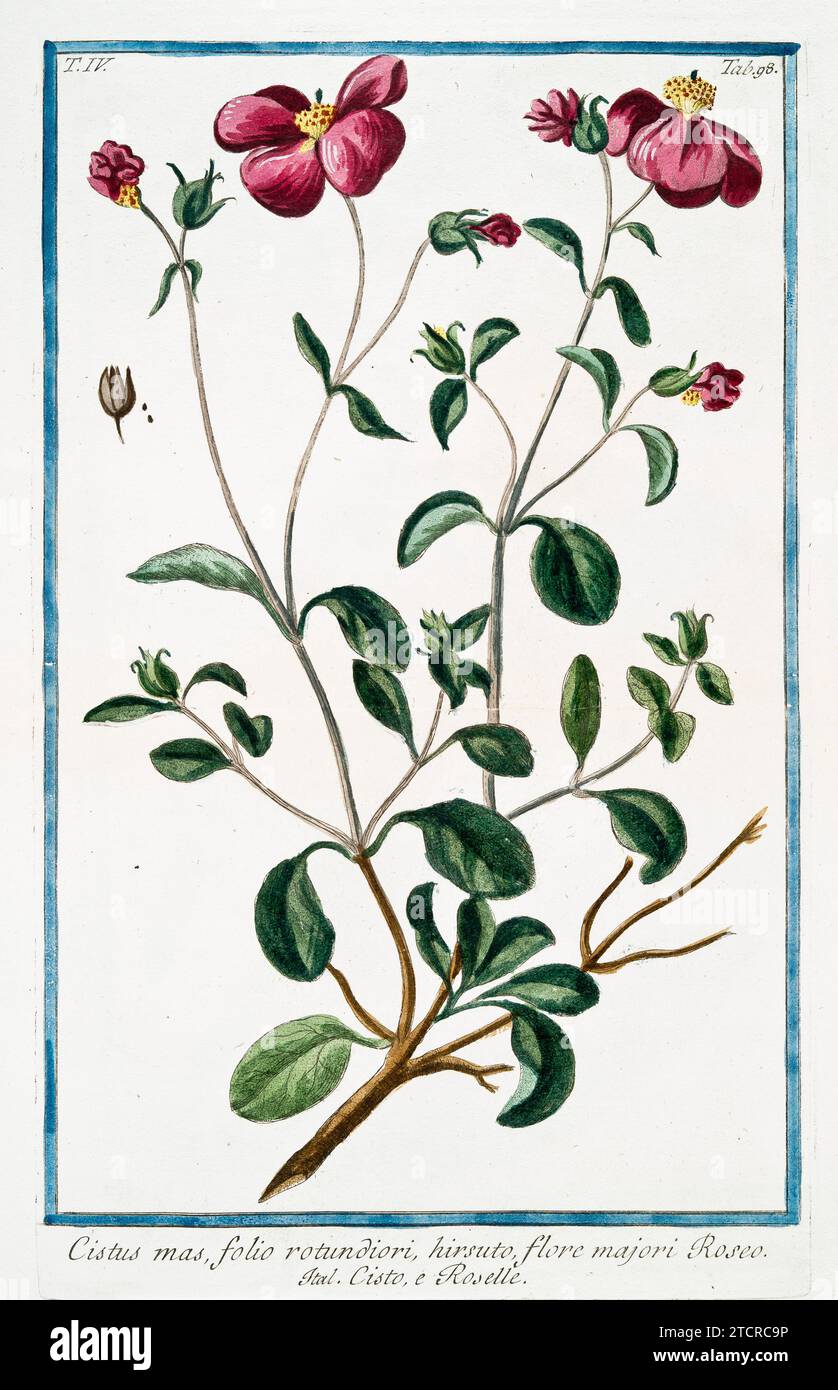 Alte Illustration von heiliger Felsenrose. Von G. Bonelli über Hortus Romanus, publ. N. Martelli, Rom, 1772–93. Stockfoto